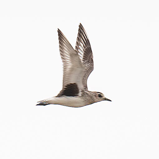 Grey Plover, Pluvialis squatarola, Tasmania