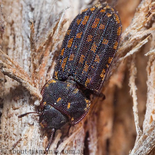 Leperina monilata, Trogossitidae, beetle, Tasmania