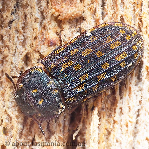 Leperina monilata, Trogossitidae, beetle, Tasmania