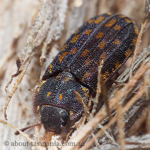 Leperina monilata, Trogossitidae, beetle, Tasmania