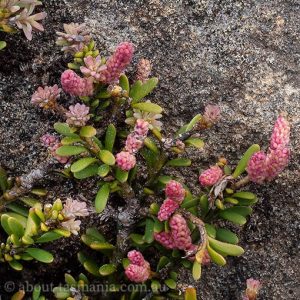 Podocarpus lawrencei | About Tasmania