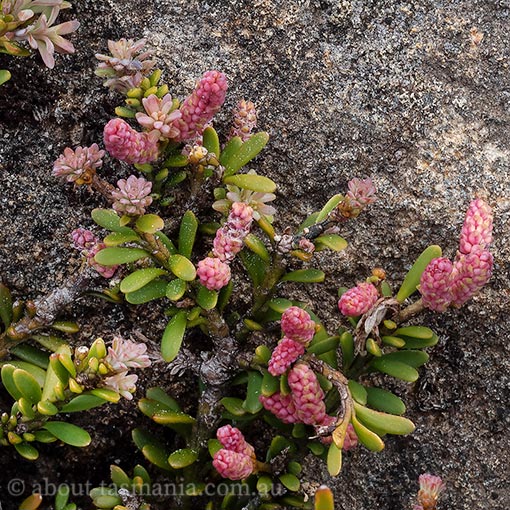 Podocarpus lawrencei, Tasmania