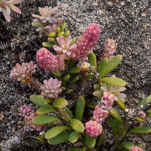 Podocarpus lawrencei, Tasmania
