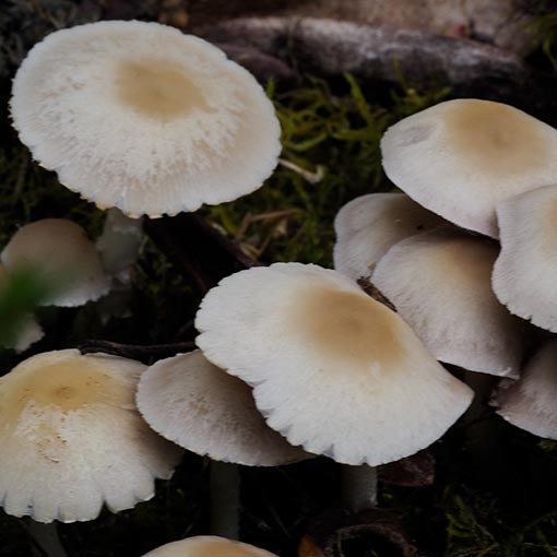 Psathyrella candolleana, Tasmania, fungi