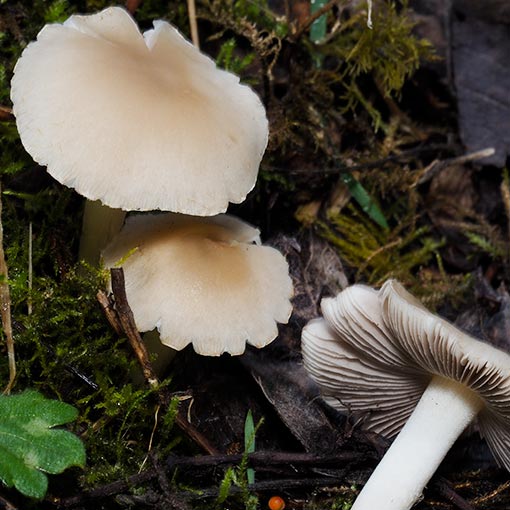 Psathyrella candolleana, Tasmania, fungi