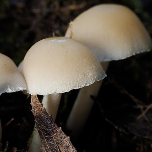 Psathyrella candolleana, Tasmania, fungi