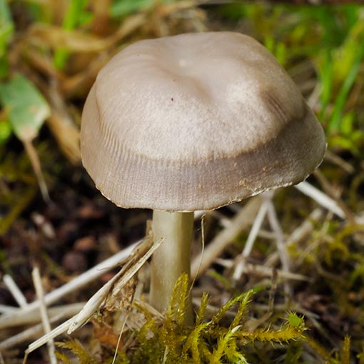 Psathyrella candolleana, Tasmania, fungi