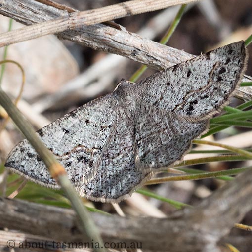 Taxeotis intextata, Geometridae, moth, Tasmania
