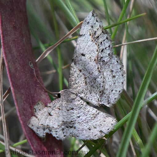Taxeotis intextata, Geometridae, moth, Tasmania