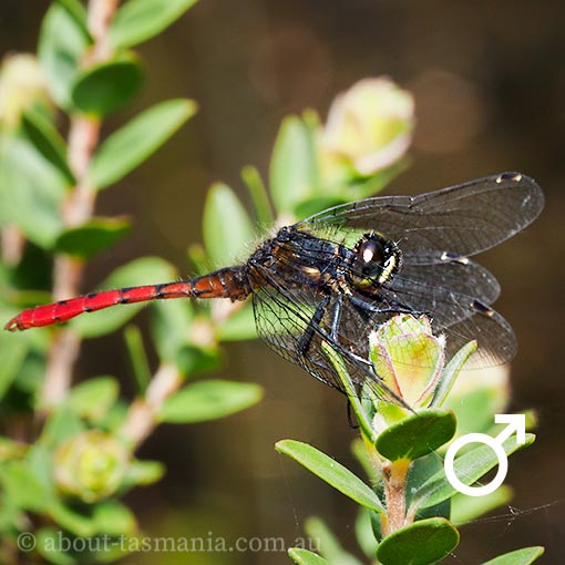 Eastern Pygmyfly, Nannophya dalei, Tasmania