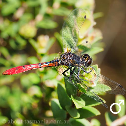 Eastern Pygmyfly, Nannophya dalei, Tasmania