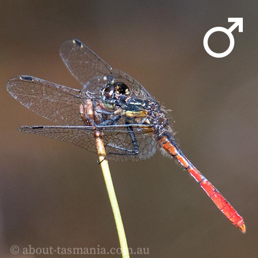 Eastern Pygmyfly, Nannophya dalei, Tasmania
