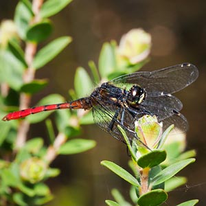 Eastern Pygmyfly