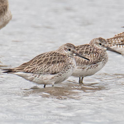 Great Knot, Calidris tenuirostris, Tasmania