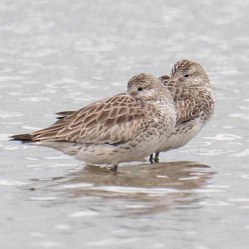 Great Knot, Calidris tenuirostris, Tasmania