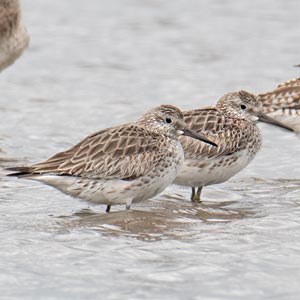 Great Knot