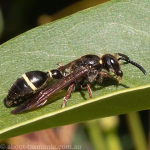 Australozethus tasmaniensis