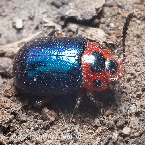 Calomela moorei, beetle, Tasmania