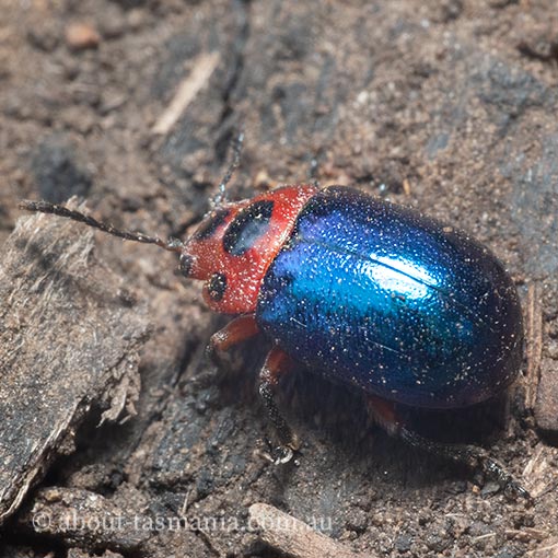 Calomela moorei, beetle, Tasmania
