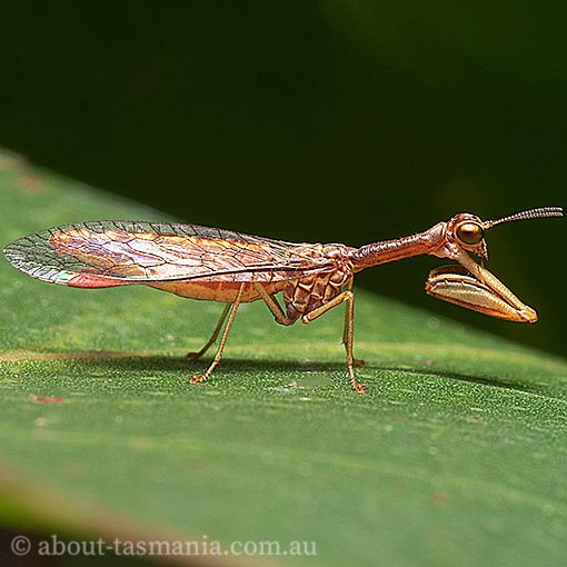 mantid lacewing, Campion sp., Tasmania