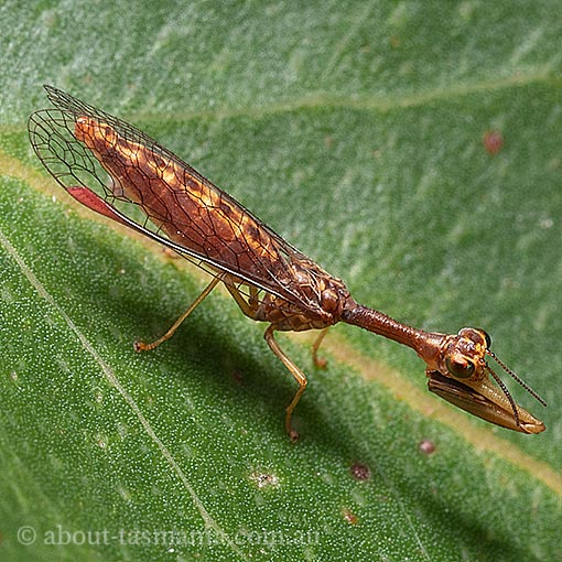 mantid lacewing, Campion sp., Tasmania