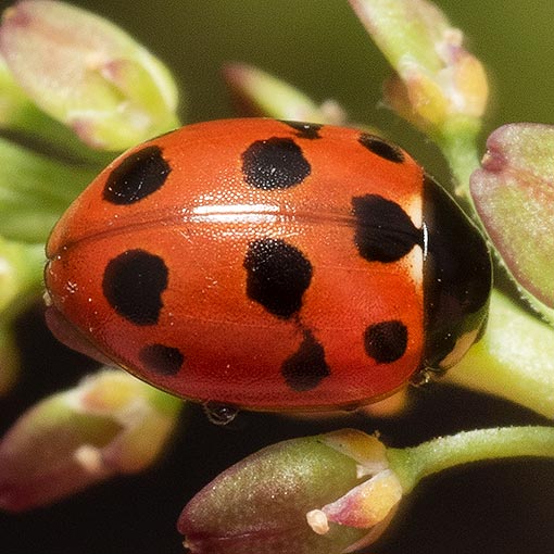 Coccinella undecimpunctata, eleven-spotted ladybird, beetle, Tasmania