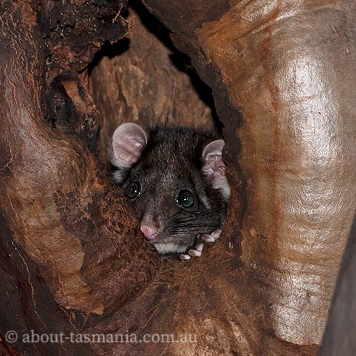 Common Ringtail Possum, Pseudocheirus peregrinus, Tasmania