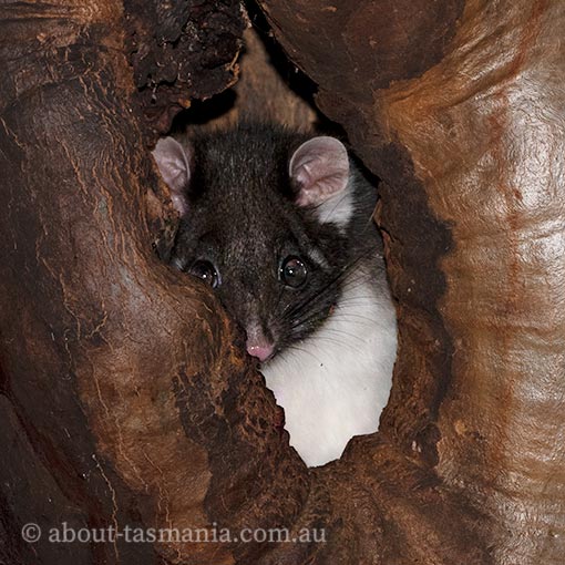 Common Ringtail Possum, Pseudocheirus peregrinus, Tasmania