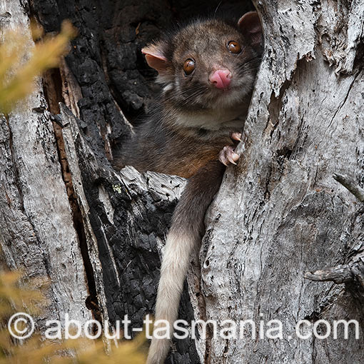 Common Ringtail Possum, Pseudocheirus peregrinus, Tasmania