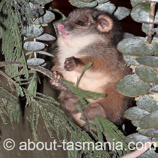 Common Ringtail Possum, Pseudocheirus peregrinus, Tasmania