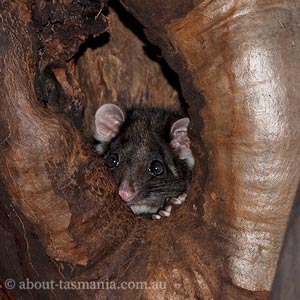 Common Ringtail Possum