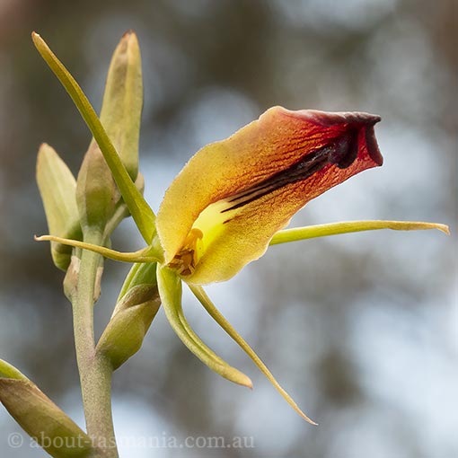 Cryptostylis subulata, large tongue orchid, Tasmania, flora