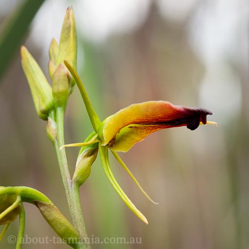 Cryptostylis subulata, large tongue orchid, Tasmania, flora