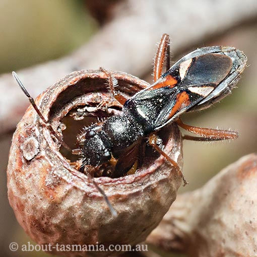 Daerlac cephalotes, seed bug, Tasmania