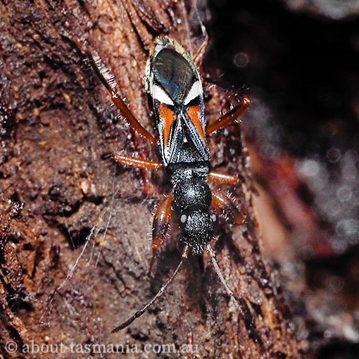 Daerlac cephalotes, seed bug, Tasmania
