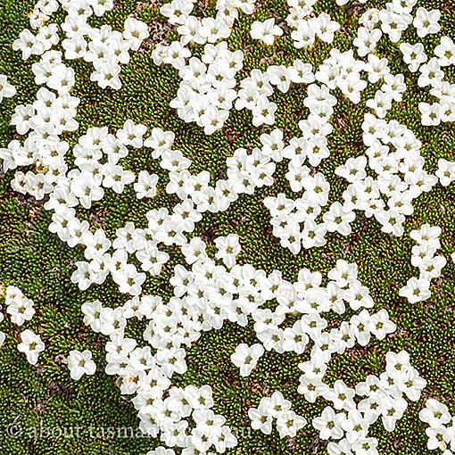 Dracophyllum minimum, Tasmania