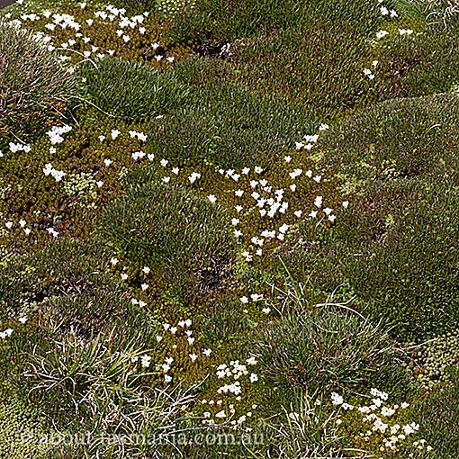 Dracophyllum minimum, Tasmania