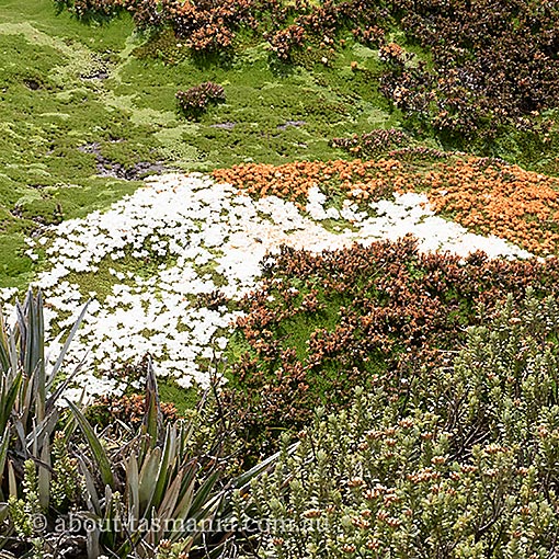 Dracophyllum minimum, Tasmania
