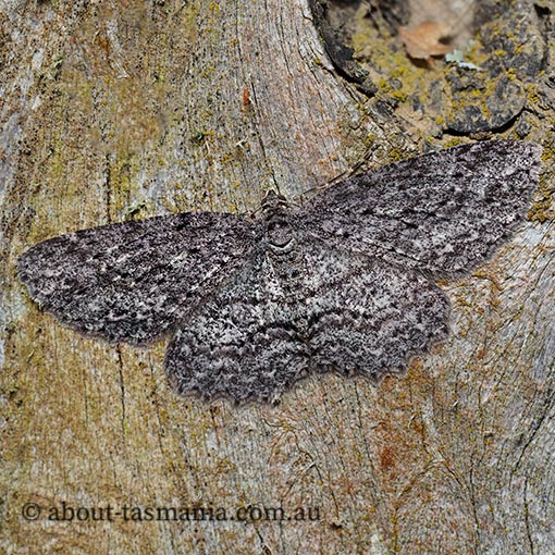 Ectropis fractaria, Geometridae, Tasmania, moth
