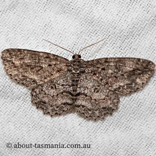 Ectropis fractaria, Geometridae, Tasmania, moth