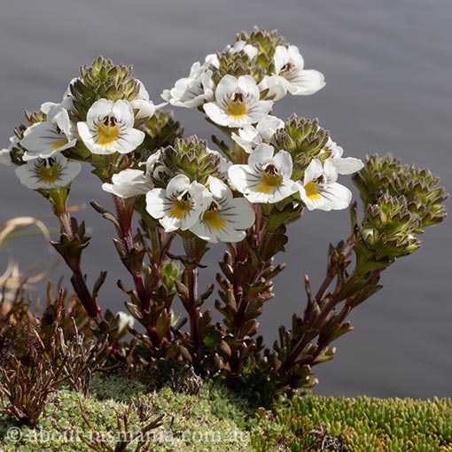 Euphrasia hookeri, Tasmania