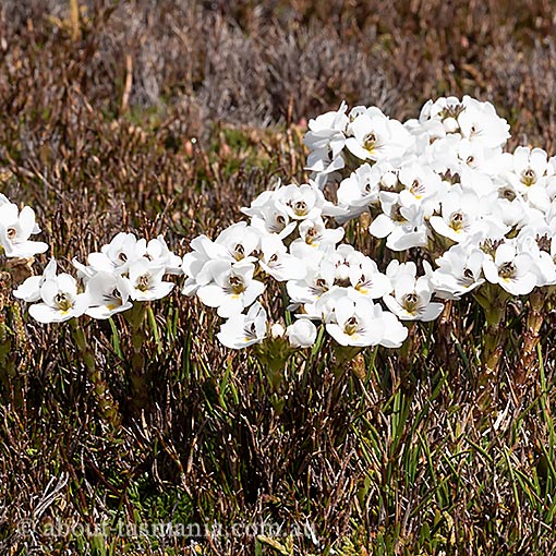Euphrasia hookeri, Tasmania