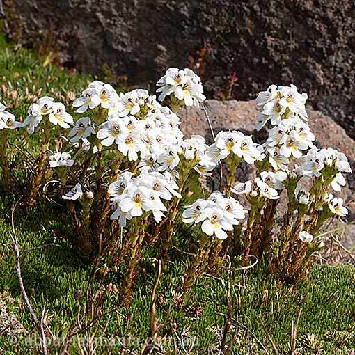 Euphrasia hookeri, Tasmania