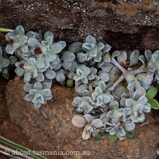 Ewartia planchonii, Tasmania