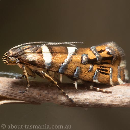 Glyphipterix asteriella, Tasmania, moth