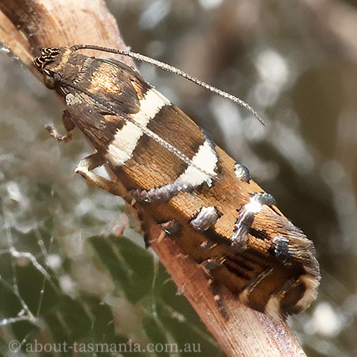 Glyphipterix asteriella, Tasmania, moth