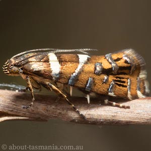 Glyphipterix asteriella