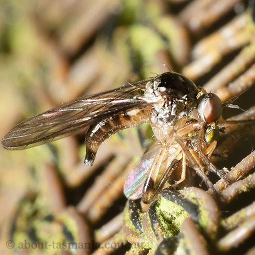 Hoplopeza pulcherrima, Hybotidae, Tasmania
