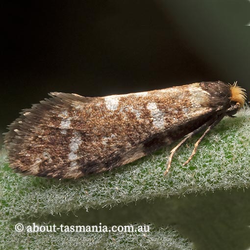 Lepidoscia glabrella, Psychidae, Tasmania, moth