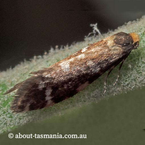 Lepidoscia glabrella, Psychidae, Tasmania, moth